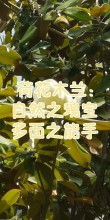 不只是观赏植物：荷花木兰的功效之谜解析