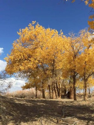 喜欢你就从这个秋天开始