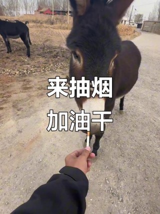 分给我烟抽的兄弟