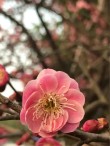 桥头黄昏独自行 （打一字）