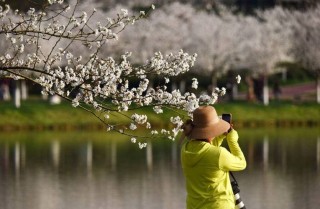 赏花观景  不负春光