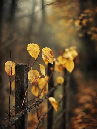 或许 下一个秋季