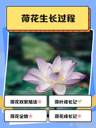 我们的祖先种荷花，最初的目的是“吃”