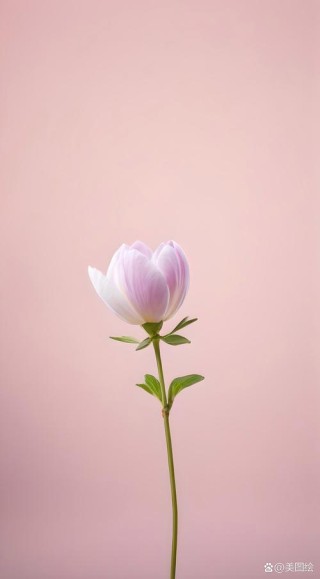 花在宁静中绽放