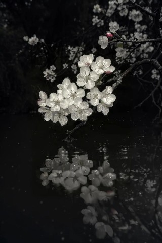 花空灵，雨落寞，月缠绵