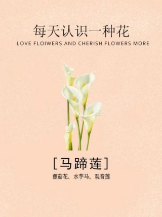 魅力不是一种美丽