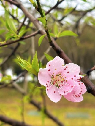 那一朵，浅情的桃花