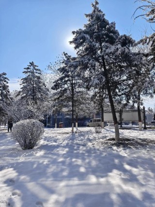 十二片雪