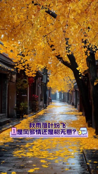 秋天三韵---秋风•秋雨•落叶