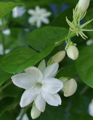 喜欢茉莉花