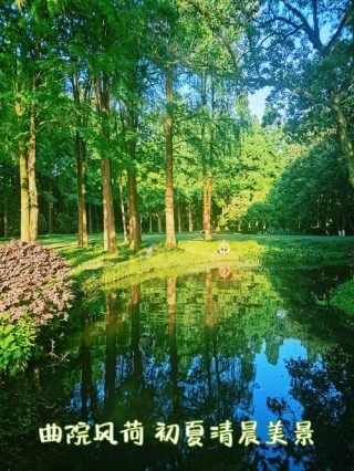 初夏的清晨