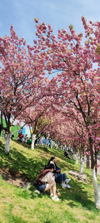 3月工商学院赏樱花，10月肇庆学院看紫荆，4月肇中杜英花开成最美花海！