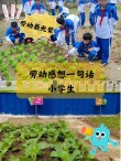 享劳动之乐，悟劳动之美——石桥小学劳动教育篇