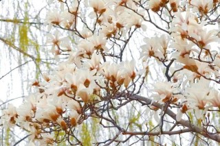 花开花落是青春