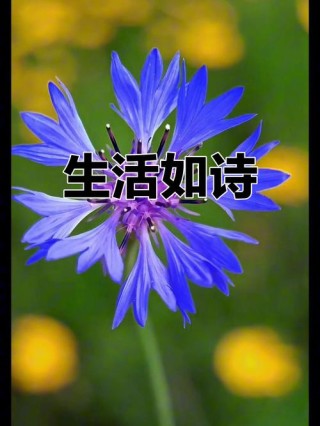 生活如诗