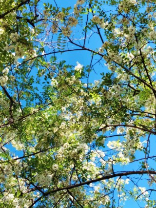 不见槐花春已落