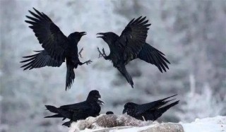 像乌鸦一样活着