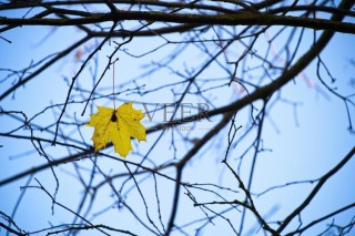 一片黄叶的沧桑