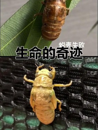 蜕变的过程
