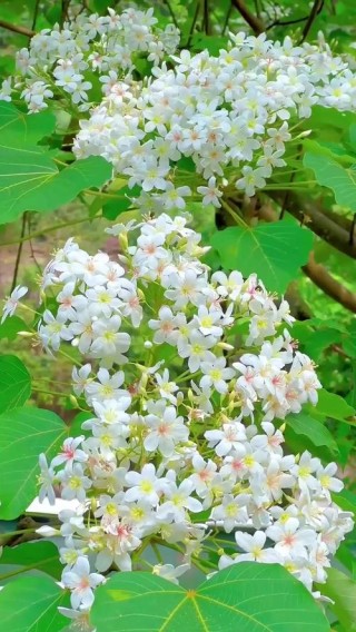 桐花开
