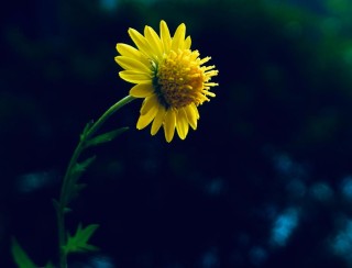 一朵野菊花