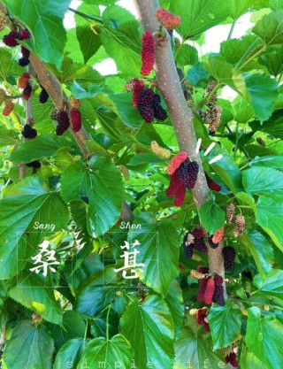 初夏时节，这里的桑葚熟了