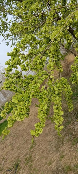 一棵榆钱树