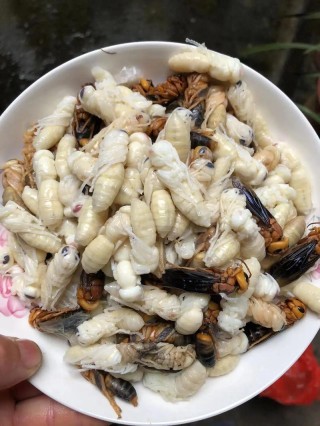 野蜂蛹