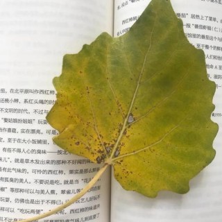 平凡的树叶