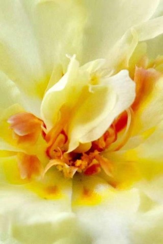 岁月芳菲
