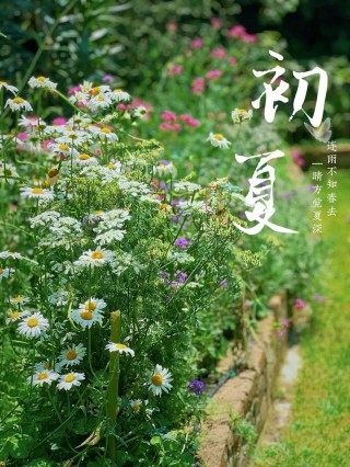 青未了|夏的味道