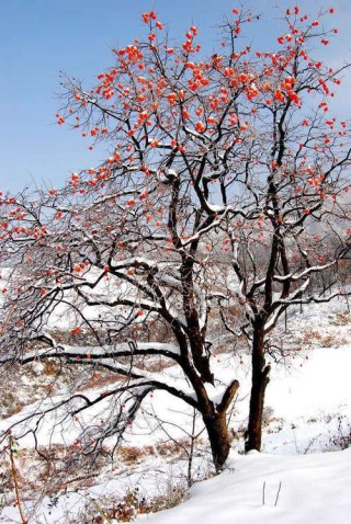白雪中挂单的红柿子