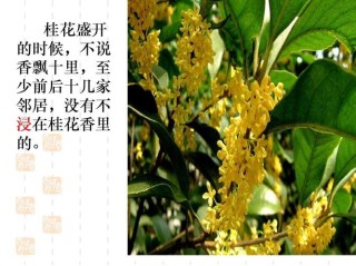 有脚只走半步，有目视线深注；有木香飘十里，有人没有坏处。（打一字）