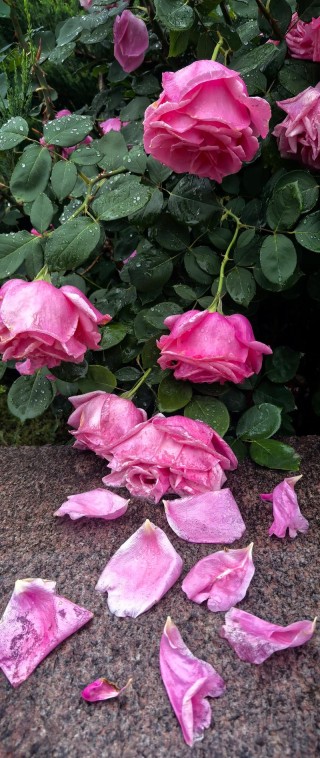 回首朝时，残花已落