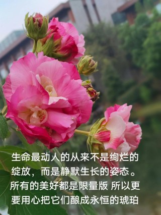 生命，在懂得中雅致