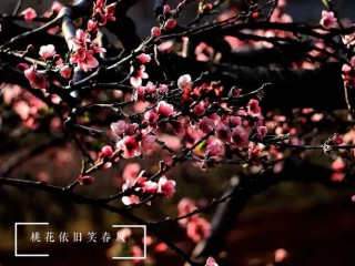 他年花依旧