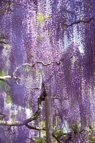 像紫藤萝一样的夜晚