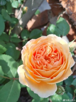 百合花笑容&amp;#183;蔷薇花之泪