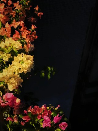 一个花期（上）