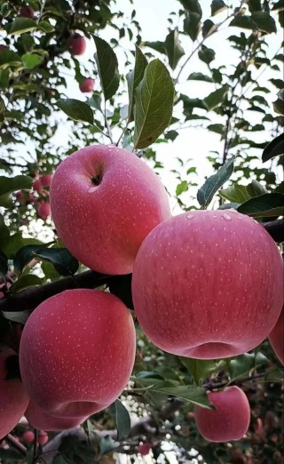 最高最红的苹果