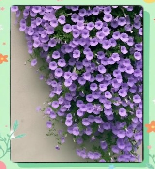 月光下，淡紫色的牵牛花