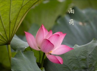 荷塘雨落一帘梦