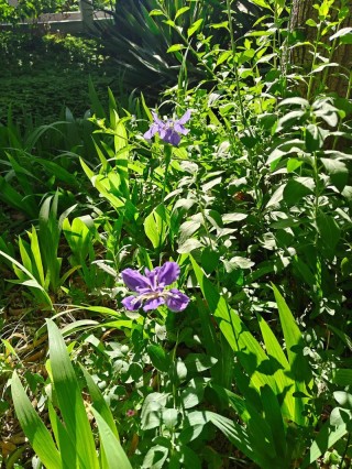 春光明媚(二首)