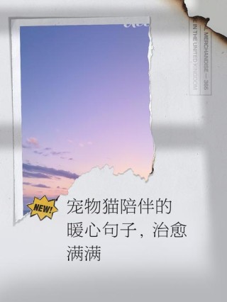 看完这些十分治愈的猫咪和狗狗文案，我想养了