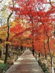秋游栖霞山：枫叶如火，层林尽染，一副金秋的火红画卷