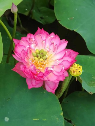一花一世界，一花一叶送祝福，有花陪伴最幸福；有叶牵挂更美好