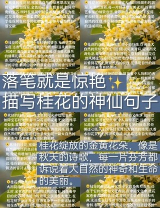 描写桂花外形的短句子（描写桂花外形的优美段落有哪些）