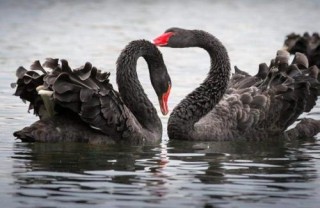 山东济宁张丰文乌骨羊养殖基地年入百万