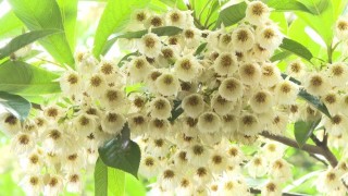 纤丝倒挂满枝条——长芒杜英