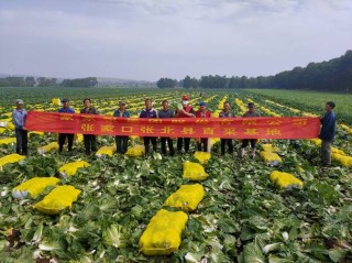 纯利润过百万元，孙成洪合作社种植反季节蔬菜